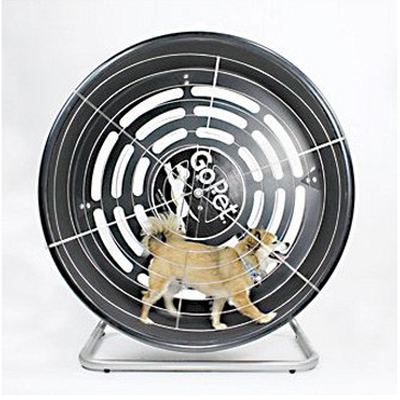 This GoPet Treadmill retails for about $500.