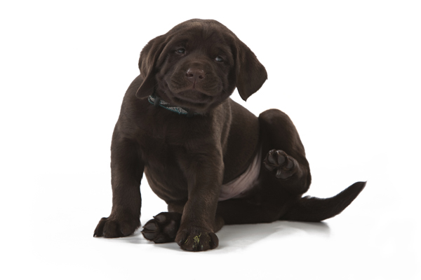 what to feed newborn puppies without how to feed your puppy viewpoints articles what to feed newborn puppies without how to feed your puppy viewpoints articles