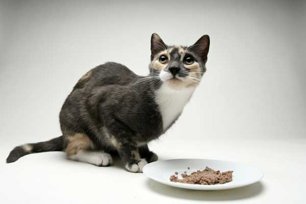 fancy feast cat food reviews