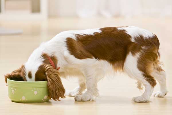 kirkland-dog-food-reviews